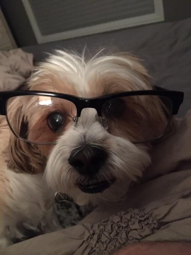 "Canine Columnist": "What's the Deal with Political Correctness?" - Vimarsana News