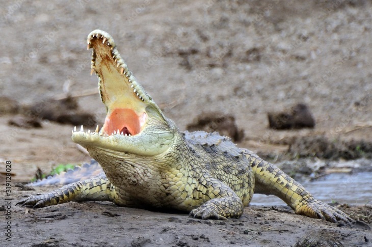 Doctor Curmudgeon® A Crocodile! A Queen! - Vimarsana News