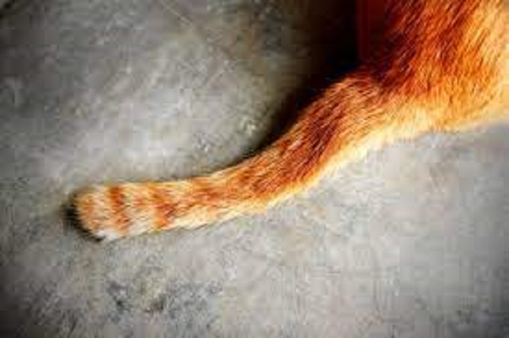 Doctor Curmudgeon® A Tail That Made Me Think - Vimarsana News