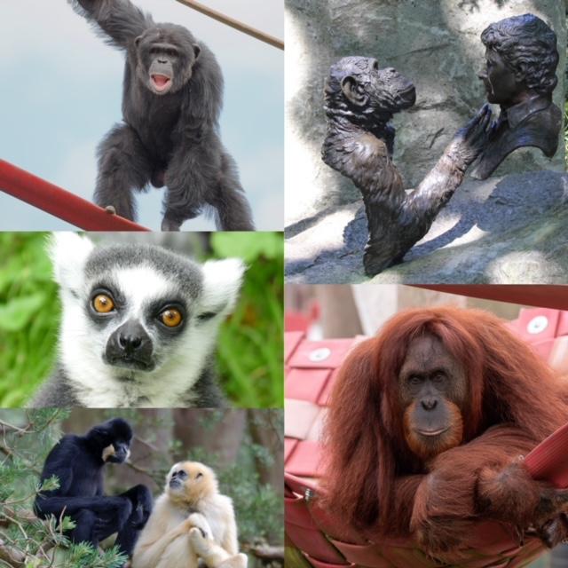 The Story Of… Monkey World – Ape Rescue Centre in Dorset, UK – RingSide Report - Vimarsana News