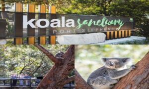 Animal Stories Across the World:  Port Stephens Koala Sanctuary in One Mile NSW, Australia